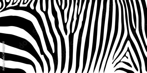 Print stripe animal jungle texture zebra vector black white