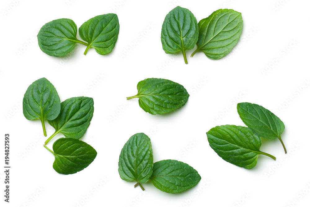 Fresh Mint Isolated on White Background Fresh Mint Isolated on White Background