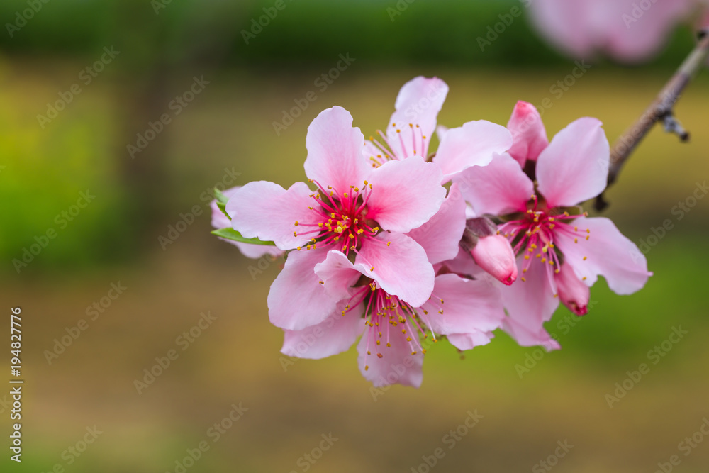 Peach Blossom - Spring of Japan -