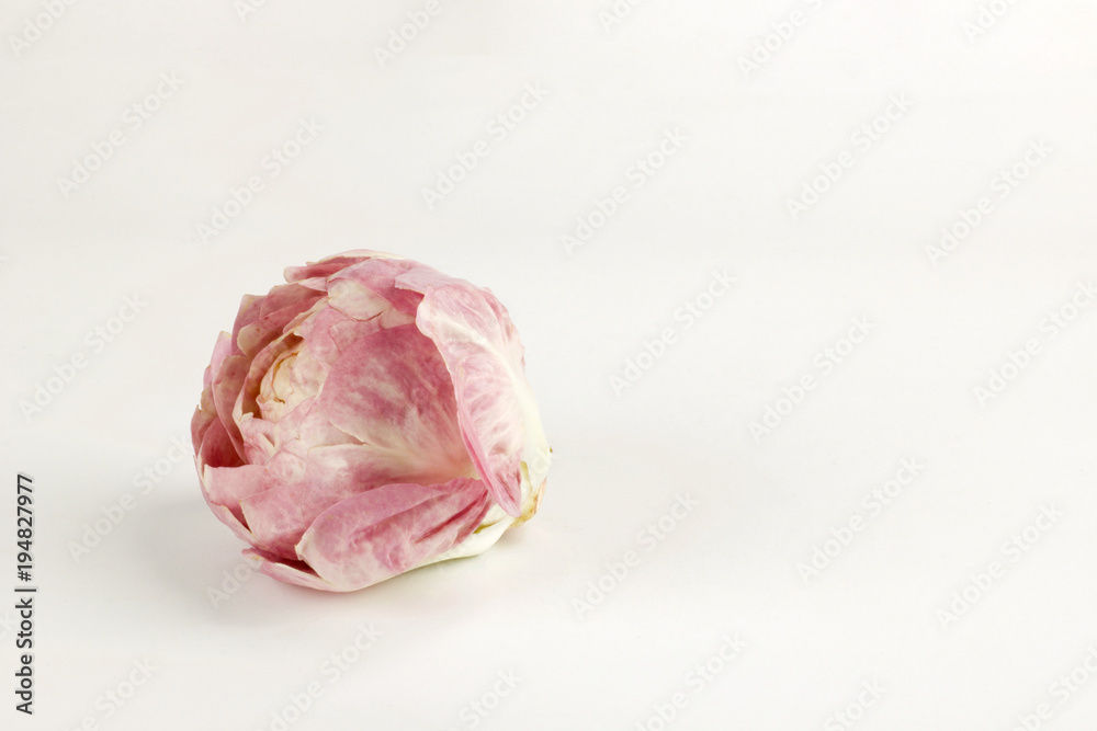 tuft of pink salad like a flower isolated on white background tuft of pink salad like a flower isolated on white background