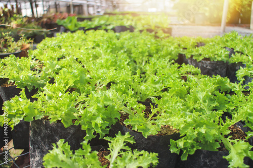 Growing lettuce sprouts in organic farm