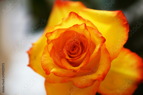 Gelbe Rosen bedeuten Neid