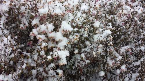 Snowy flowers in Washington DC