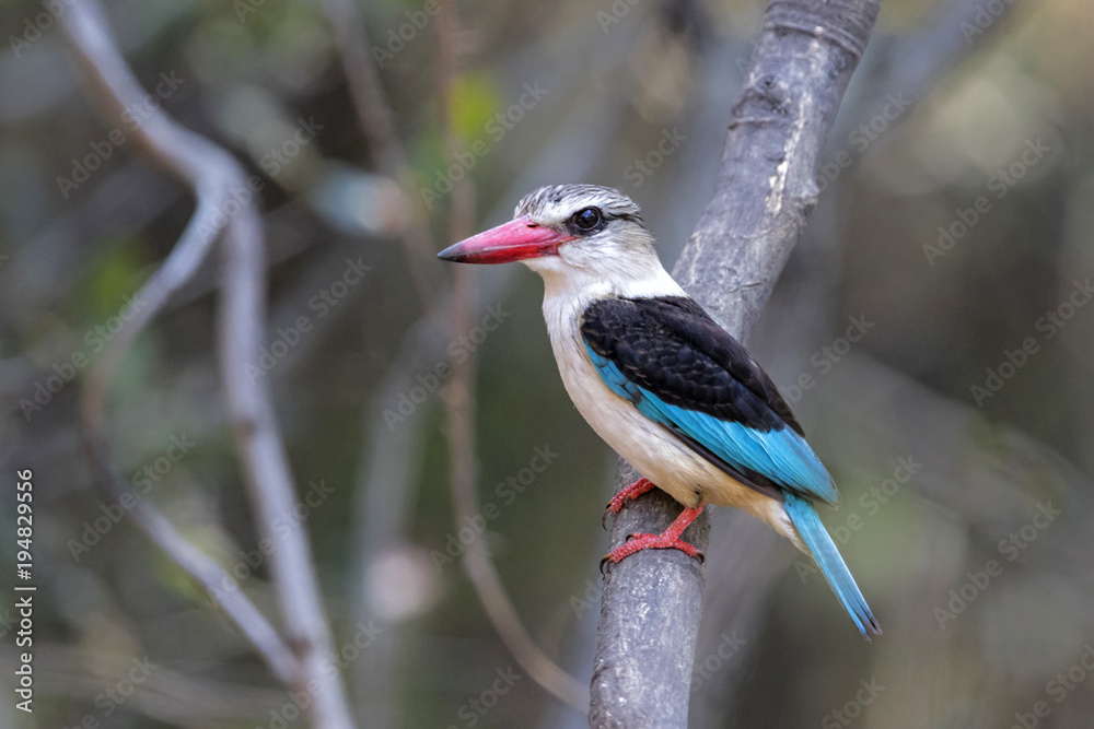 Fototapeta premium Kingfisher in Krugerpark in South Africa