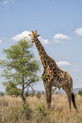 Giraffe eating from a tree in Krugerpark in South Africa