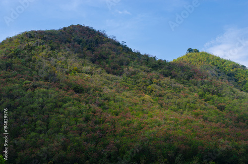 Mountains in the forest with blue sky and clouds background