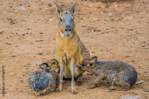 Patagonian mara (Dolichotis patagonum) is breastfeeding her babies photo