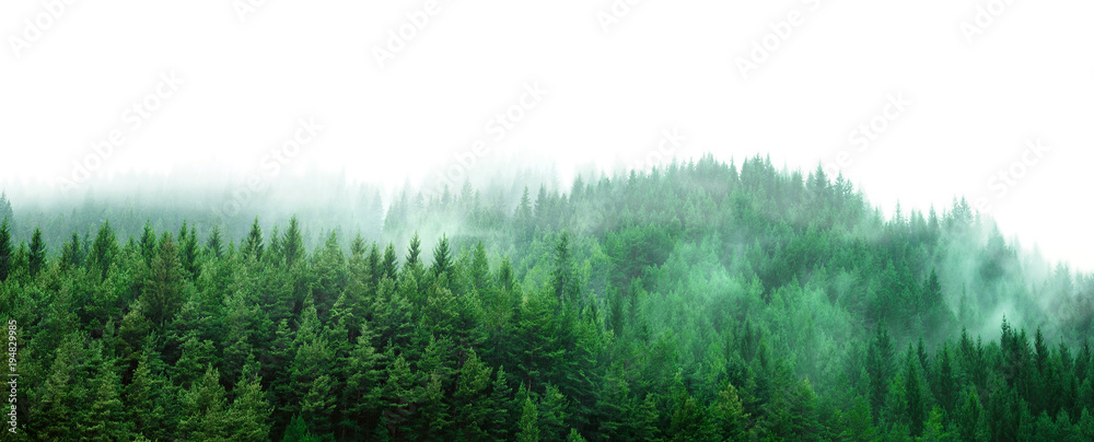 Naklejka premium zielony las z mgłą i czystą pustą przestrzenią