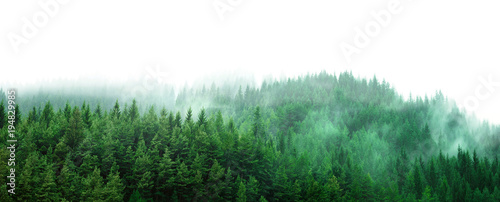 green forest with mist and clear blank space