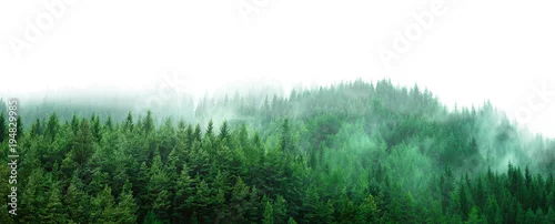 Panel kuchenny z motywem green forest with mist and clear blank space