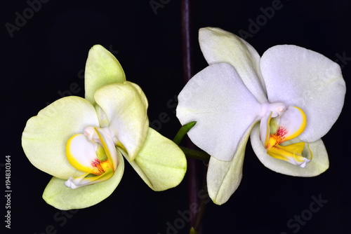 Two flowers of orchids.