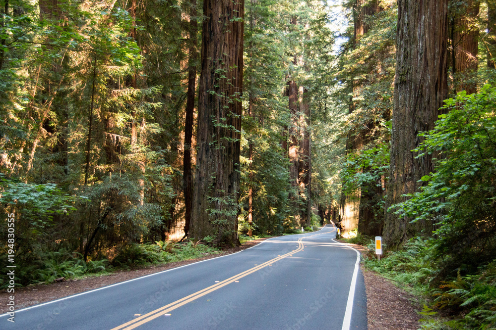 The Avenue of the Giants is a scenic highway in Northern California, U.S.A., running through Humboldt Redwoods State Park. The Avenue of the Giants is a scenic highway in Northern California, U.S.A., running through Humboldt Redwoods State Park.