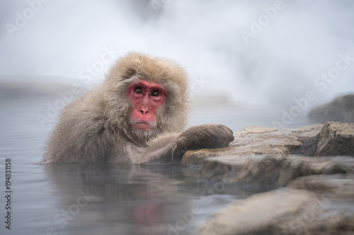Snow monkey bathing in hot water spring during winter, Japan © pakorn482137