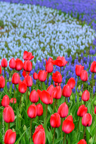 Field of red tulips in the park