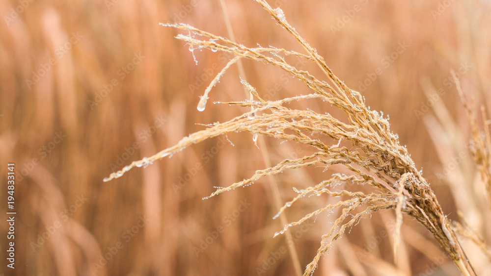 Fototapeta premium Golden dry grass field