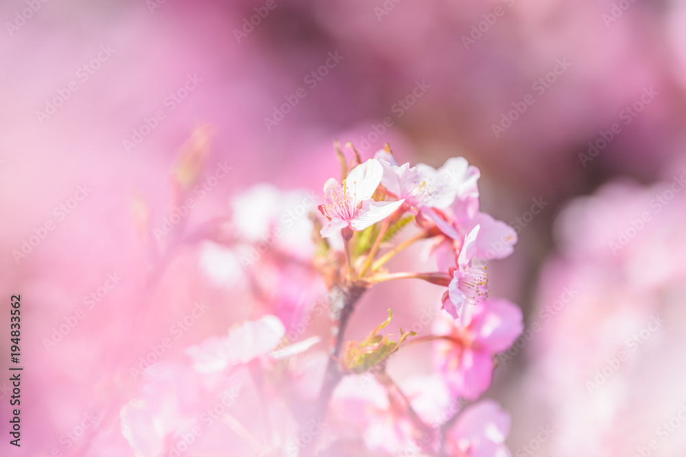 桜 桜