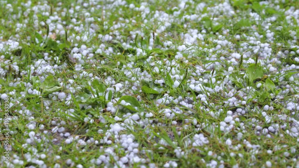 Large hail falls on the green grass. There is a sound of fall. Large hail falls on the green grass. There is a sound of fall.