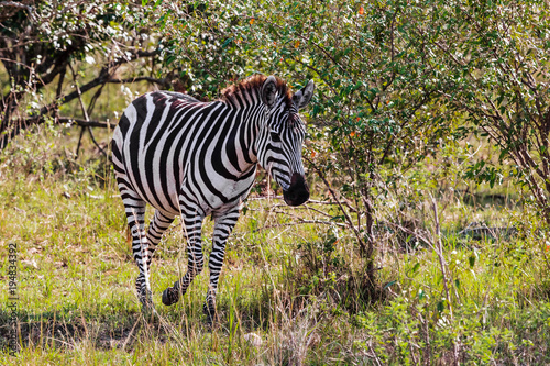 The zebra in the bush. Savannah Masai Mara. Kenya, Africa