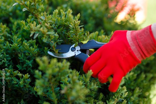 Gardening pruning closeup, trimming bushes in spring