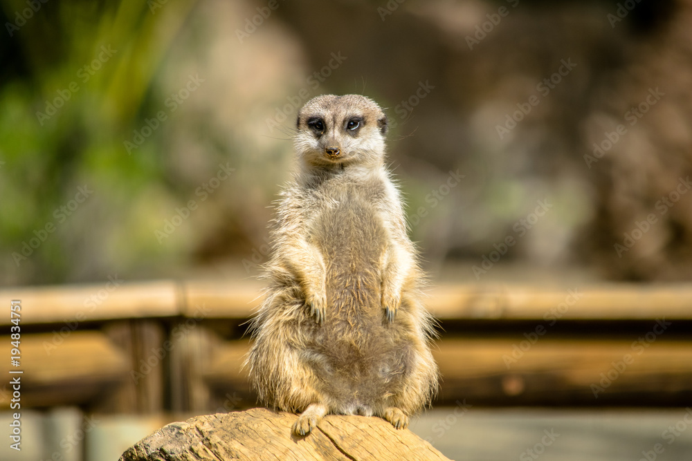 Fototapeta premium a cute Meerkat on watch protecting the family