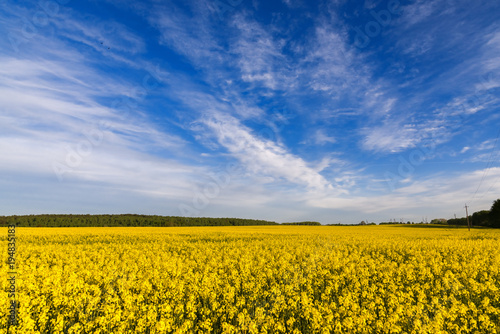 Yellow rape field and dark blue sky with clouds. Spring sunny day in Belarus