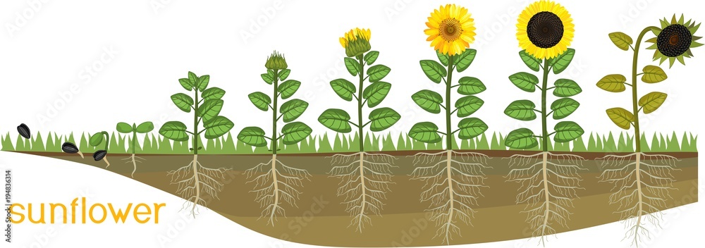 Fototapeta premium Sunflower life cycle. Consecutive stages of growth from seed to flowering and fruit-bearing plant. Plants showing root structure below ground level on vegetable patch