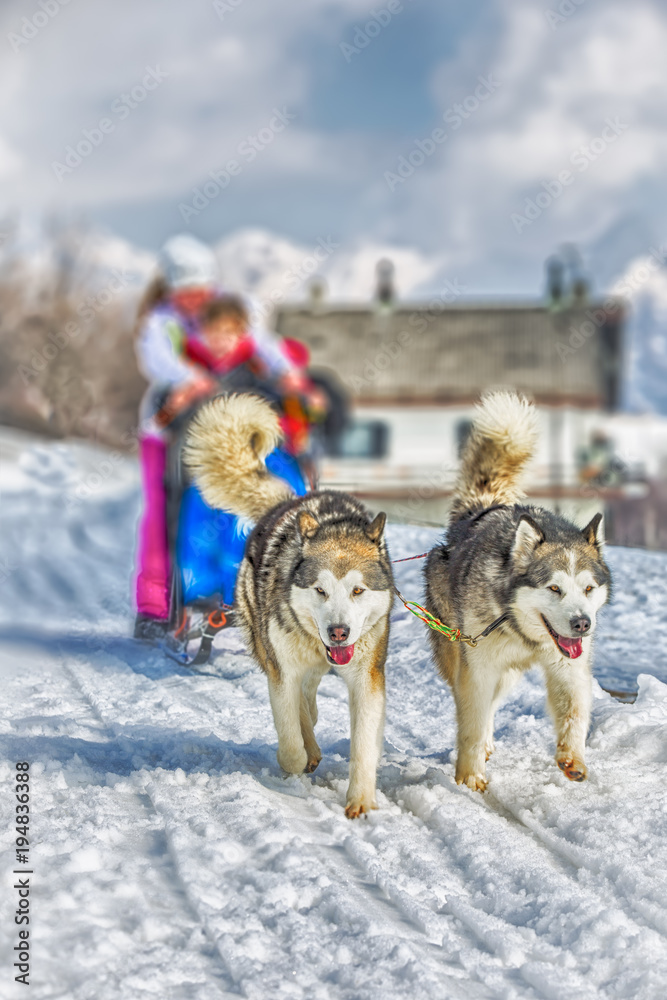 Sled dog racing snow winter