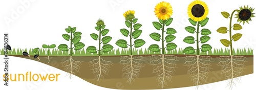 Sunflower life cycle. Consecutive stages of growth from seed to flowering and fruit-bearing plant. Plants showing root structure below ground level on vegetable patch