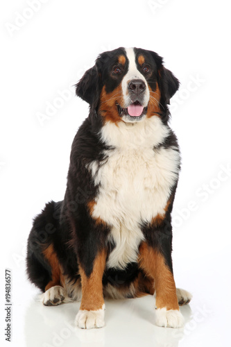Fototapeta Naklejka Na Ścianę i Meble -  Bernese Mountain Dog