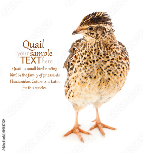 Tela Young quail on a white background