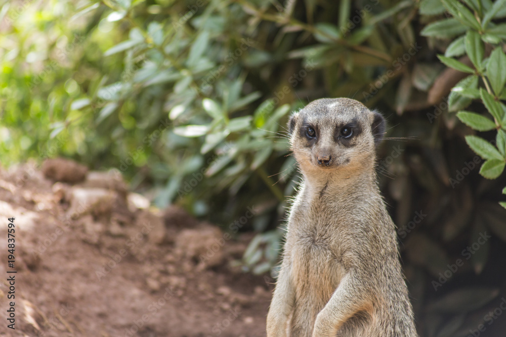 meerkat is watching, Suricata suricatta meerkat is watching, Suricata suricatta