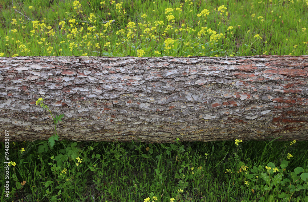Image of tree trunk in the forest. freedom and renewal concept. Image of tree trunk in the forest. freedom and renewal concept.