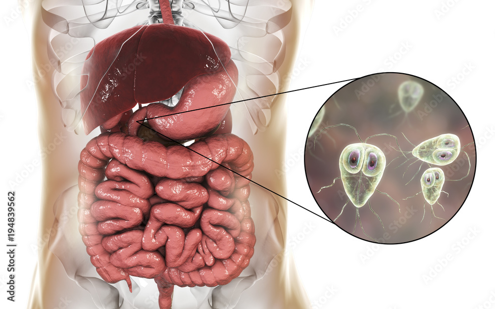 Giardia Lamblia Protozoan Found In Duodenum Close Up View The Causative Agent Of Giardiasis 9835