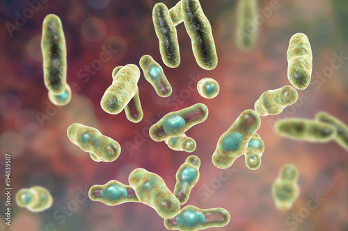 Clostridium perfringens bacteria, anaerobic spore-producing bacteria, the causative agent of gas gangrene infection and food poisoning, 3D illustration photo