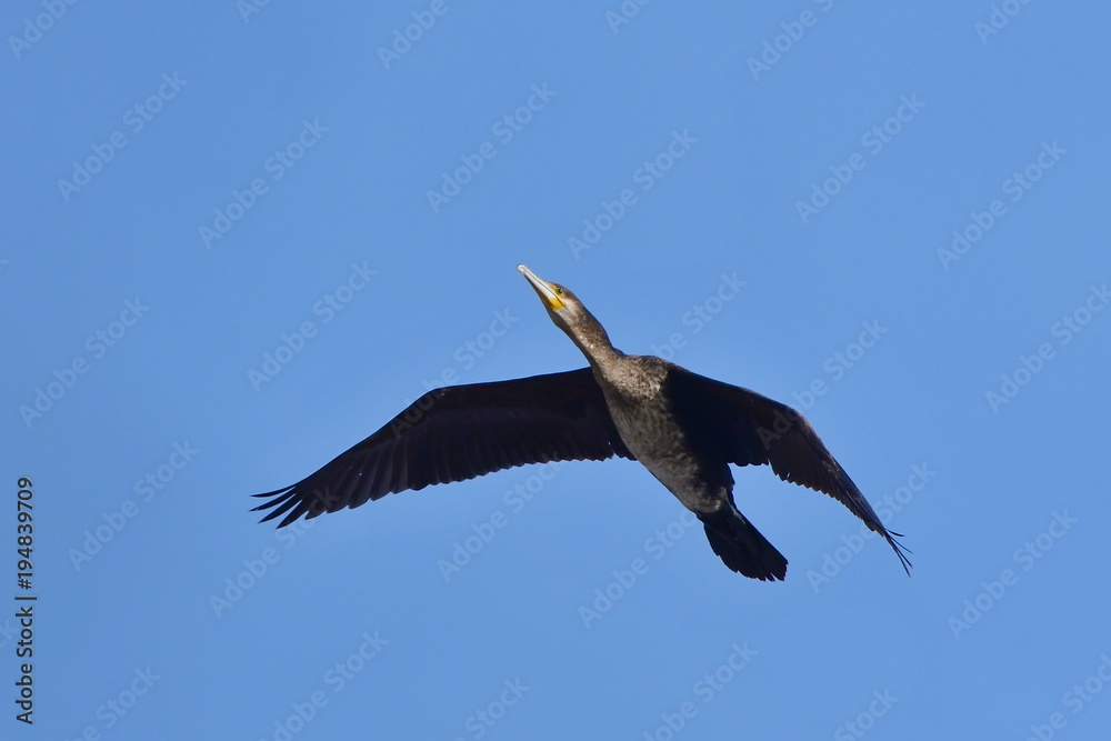 Obraz premium cormorant bird against blue sky