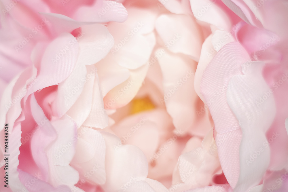 Soft focused on petal of pink flower abstract background.