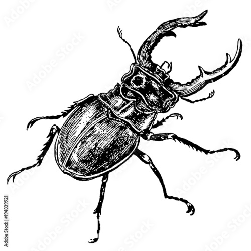 Male stag beetle in top view, isolated on white background after vintage woodcut engraving from 17th century