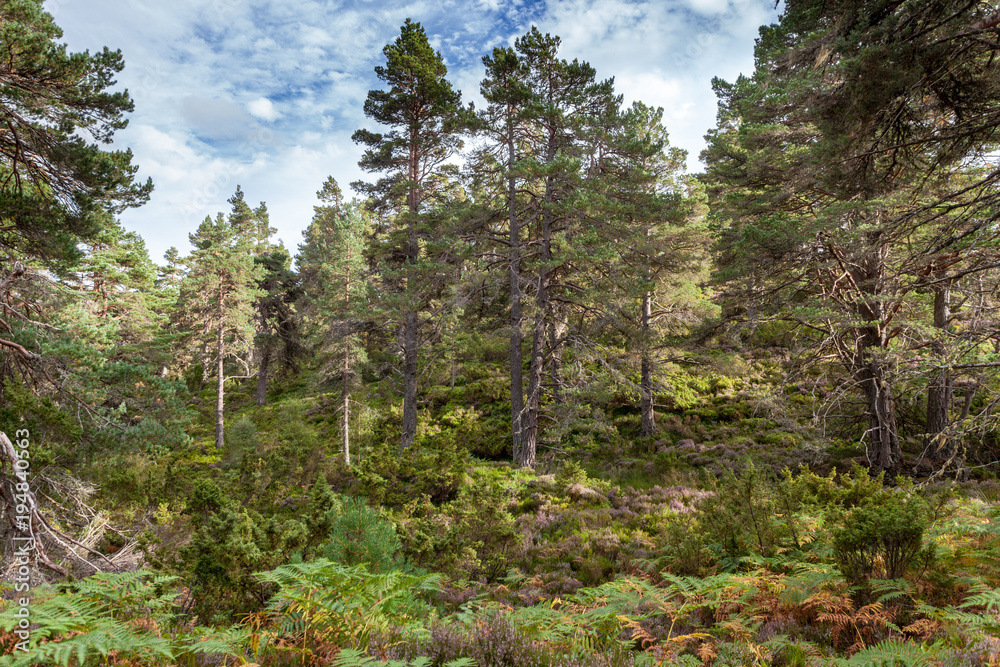 Ancient caledonian forest in Cairngorms National Park, Abernethy Forest, Scotland Ancient caledonian forest in Cairngorms National Park, Abernethy Forest, Scotland