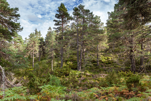 Ancient caledonian forest in Cairngorms National Park, Abernethy Forest, Scotland