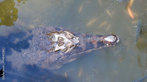 False gharial crocodile (Tomistoma schlegelii) in tropical lake with fishes around photo