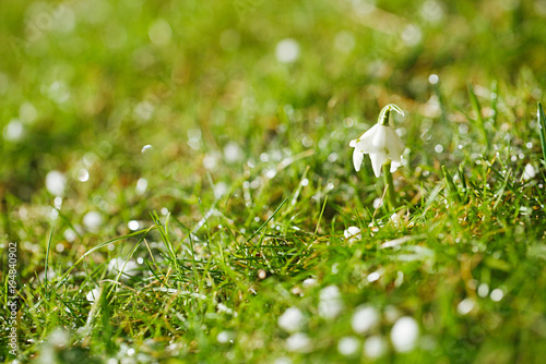 Snowdrops flower with glittering grass