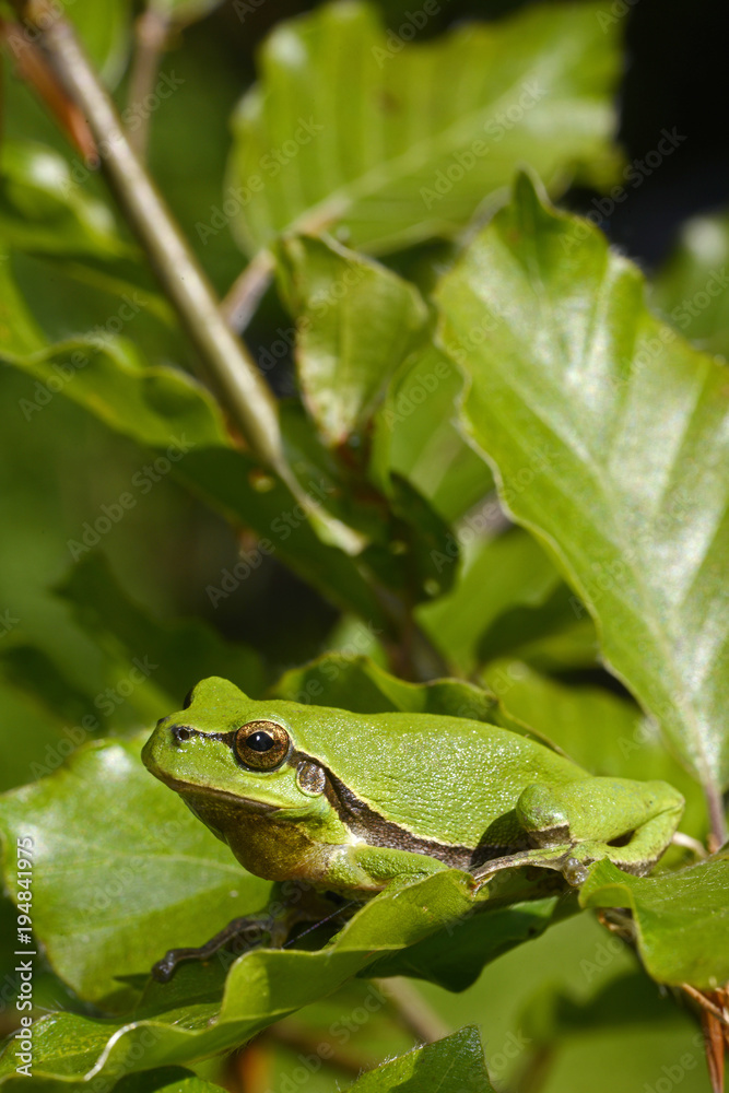 Fototapeta premium Europäischer Laubfrosch (Hyla arborea) - European tree frog