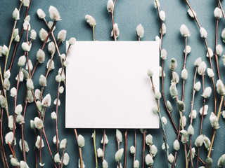 Pussy willow branches and blank card. Concept of Springtime