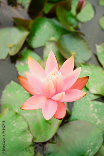 Lotus flower in small pond in public park; close-up;
