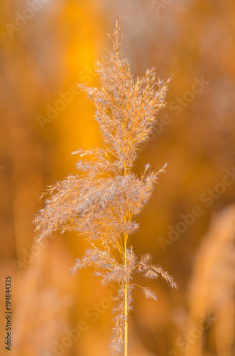 Wetland Grass In Golden Sunlight