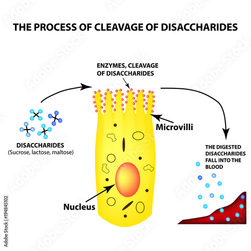 The process of cleavage of disaccharides. Structure of the enterocyte. absorptive cells intestine. Infographics. Vector illustration on isolated background.
