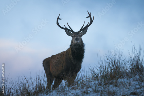 Obraz na plátně Red Deer / A Red Deer Stag, Cervus elaphus, standing proud on a hill looking straight to camera near Achnasheen, Scotland