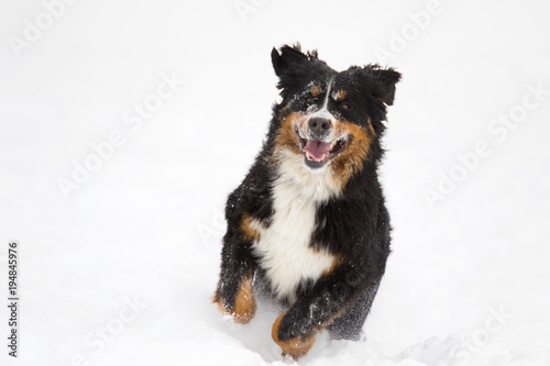 Bernese Mountain Dog in the snow in winter