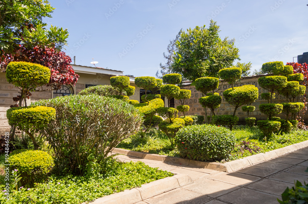 Small garden with boxwood carved in the shape of wheels and blue sky in the city of Nairobi Kenya