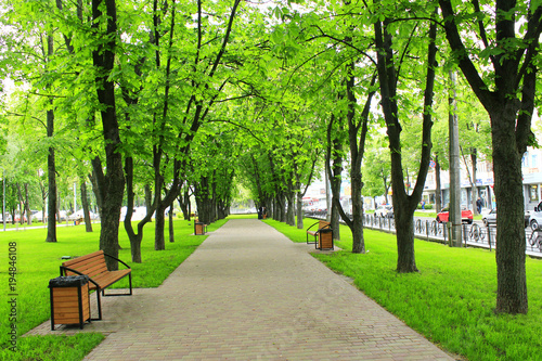 Beautiful park with many green trees. Spring walk